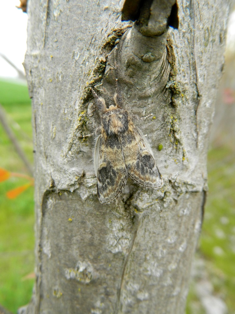 Ciclo vitale di Notodonta tritophus, Notodontidae